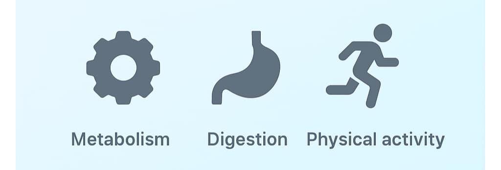 Ilustración de platos con objetivos de calorías para metabolismo basal y actividad